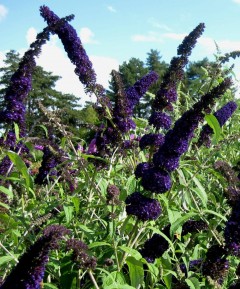 Budleja Dawida 'Black Knight' (Buddleja davidii) 