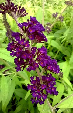 Budleja Dawida 'Nanho Blue' (Buddleja davidii)