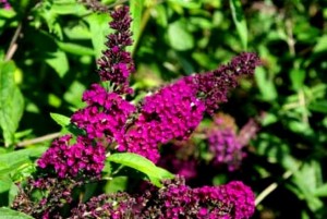 Budleja Dawida 'Royal Red' (buddleja davidii)