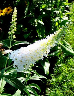 Budleja Dawida 'White Profusion' (buddleja davidii)