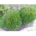 Bukszpan  wieczniezielony 30-40 cm (Buxus sempervirens)