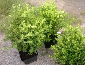 Bukszpan  wieczniezielony 30-40 cm (Buxus sempervirens)