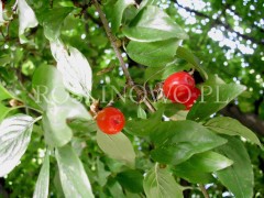 Dereń jadalny (Cornus mas)