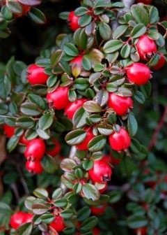 Irga Dammera (Cotoneaster dammeri)