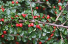 Irga pozioma (Cotoneaster horizontalis)