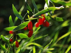 Kolcowój chiński ‘Goji’ JAGODA GOJI (Lycium chinense)