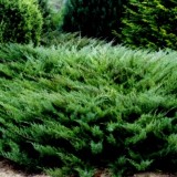 Jałowiec sabiński 'Tamariscifolia' (Juniperus sabina)