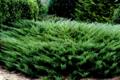 Jałowiec sabiński 'Tamariscifolia' (Juniperus sabina)