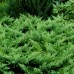 Jałowiec sabiński 'Tamariscifolia' (Juniperus sabina)