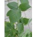 Jeżyna bezkolcowa (Rubus fruticosus)