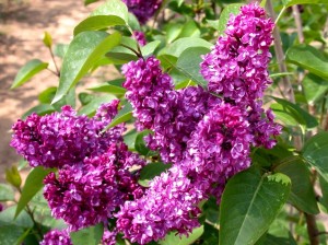 Lilak pospolity, syn. bez lilak (Syringa vulgaris)