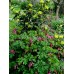 Mahonia pospolita (Mahonia aquifolium)