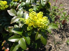 Mahonia pospolita (Mahonia aquifolium)