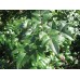Mahonia pospolita (Mahonia aquifolium)