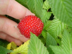 Malinotruskawka (Rubus illecebrosus)