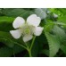 Malinotruskawka (Rubus illecebrosus)