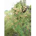 Moszenki południowe (Colutea arborescens)