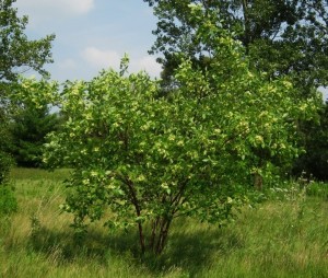 Parczelina trójlistkowa (Ptelea trifoliata)