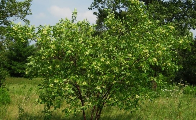 Parczelina trójlistkowa (Ptelea trifoliata)