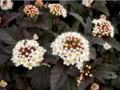 Pęcherznica kalinolistna 'Diabolo' (Physocarpus opulifolius)