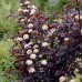 Pęcherznica kalinolistna 'Diabolo' (Physocarpus opulifolius)
