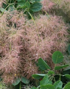 Perukowiec podolski (Cotinus coggygria)