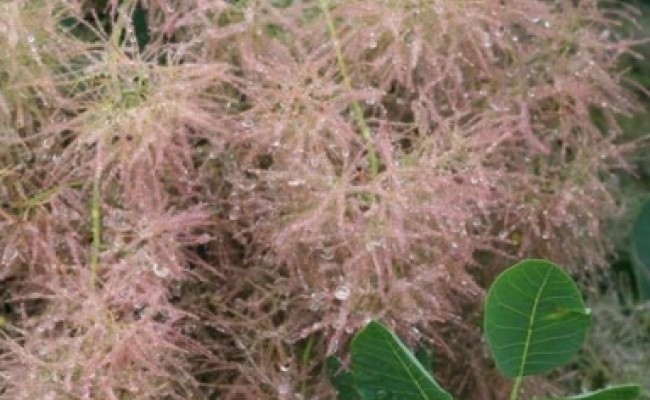 Perukowiec podolski (Cotinus coggygria)