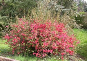 Pigwowiec japoński (Chaenomeles japonica)