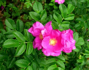 Róża pomarszczona (Rosa rugosa)