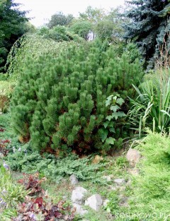 Sosna górska (Pinus mugo) kosodrzewina - Zestaw 10 sztuk