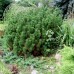 Sosna górska (Pinus mugo)