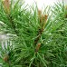 Sosna górska (Pinus mugo) kosodrzewina - Zestaw 10 sztuk