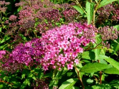 Tawuła japońska (Spiraea japonica)