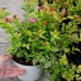 Tawuła japońska (Spiraea japonica)