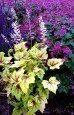 Eksplozja Barw - zestaw roślin na balkon, taras i do ogrodu. 11 sadzonek