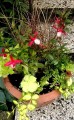 Energetyczna kompozycja - zestaw roślin na balkon, taras lub do ogrodu. 5 sadzonek