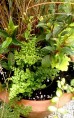Energetyczna kompozycja - zestaw roślin na balkon, taras lub do ogrodu. 5 sadzonek