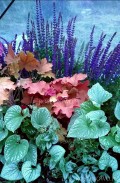 Harmonia Barw - zestaw roślin na balkon, taras i do ogrodu. 10 sadzonek