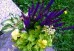 Kompozycja A - kolorowy zestaw roślin do półcienia na balkon, taras i do ogrodu. 3 sadzonki