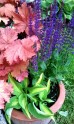 Kompozycja B - kolorowy zestaw roślin do półcienia na balkon, taras i do ogrodu. 3 sadzonki