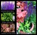 Kompozycja B - kolorowy zestaw roślin do półcienia na balkon, taras i do ogrodu. 3 sadzonki