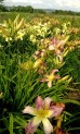 Kolekcja Unikalnych Liliowców Ogrodowych -zestaw 10 sztuk (Hemerocallis)