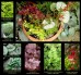 Pejzażowe Ulistnienie - zestaw roślin na balkon, taras lub do ogrodu. 7 sadzonek