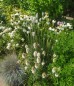 Rabata Słoneczna BIAŁA - zestaw 30 roślin długo kwitnących do słońca (Jeżówka i Liatra kłosowa)