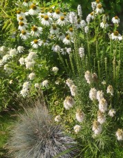 Rabata Słoneczna BIAŁA - zestaw 20 roślin długo kwitnących do słońca (Jeżówka i Liatra kłosowa)