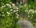 Rabata Słoneczna BIAŁA - zestaw 30 roślin długo kwitnących do słońca (Jeżówka i Liatra kłosowa)