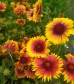 Rabata Słoneczna - zestaw 30 roślin długo kwitnących do słońca (Gailardia, Trytoma, Szałwia)