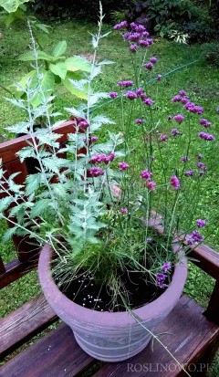 Rustykalna kompozycja na balkon, taras i do ogrodu. 4 sadzonki