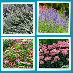 Zestaw roślin długo kwitnących - 8 sadzonek - mix bylin miododajnych