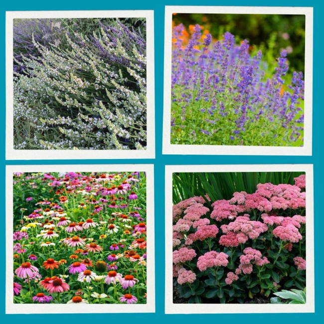 Zestaw roślin długo kwitnących - 8 sadzonek - mix bylin miododajnych